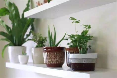 沙發背 適合種在浴室的植物